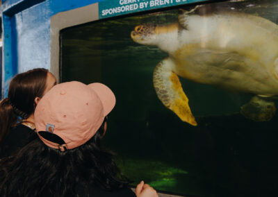 TSC students observe a sea turtle rehabilitation area during a guided tour at Sea Turtle, Inc.