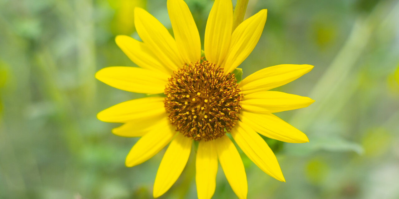 TSC Students and Faculty Revive Garden Club to Benefit Community