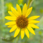 TSC Students and Faculty Revive Garden Club to Benefit Community