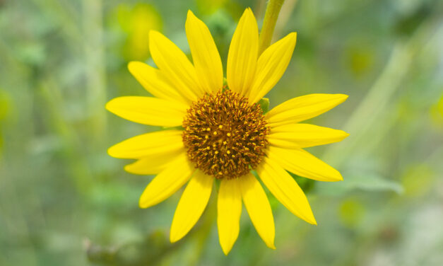 TSC Students and Faculty Revive Garden Club to Benefit Community