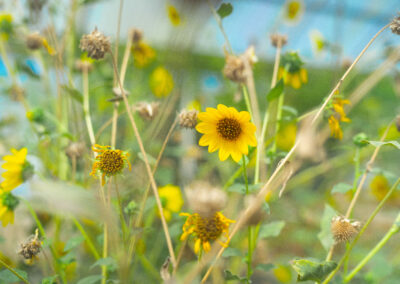A group of Texas Southmost College students and faculty are working to bring new life to the TSC Community Garden and Greenhouse while providing fresh produce to members of the community.