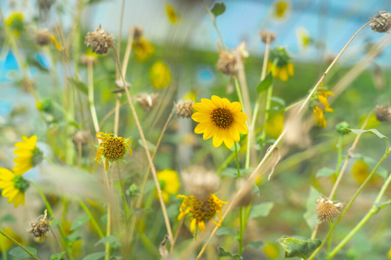 A group of Texas Southmost College students and faculty are working to bring new life to the TSC Community Garden and Greenhouse while providing fresh produce to members of the community.