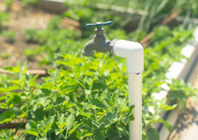 A group of Texas Southmost College students and faculty are working to bring new life to the TSC Community Garden and Greenhouse while providing fresh produce to members of the community.