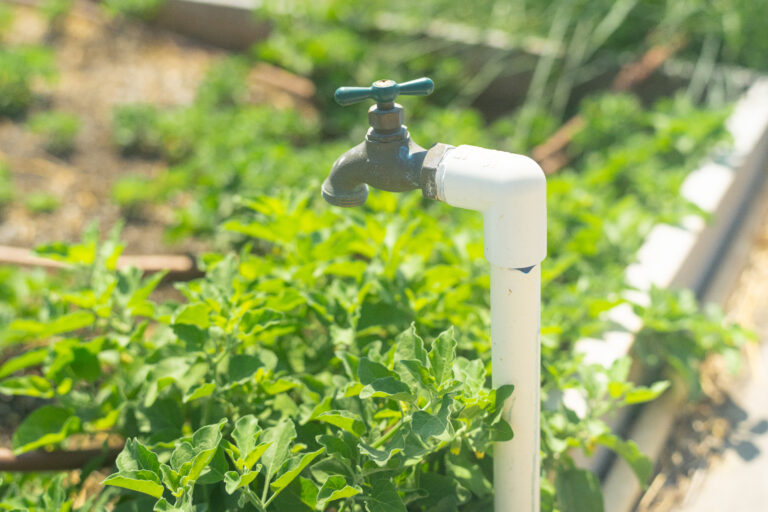A group of Texas Southmost College students and faculty are working to bring new life to the TSC Community Garden and Greenhouse while providing fresh produce to members of the community.