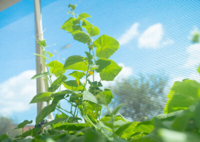 A group of Texas Southmost College students and faculty are working to bring new life to the TSC Community Garden and Greenhouse while providing fresh produce to members of the community.