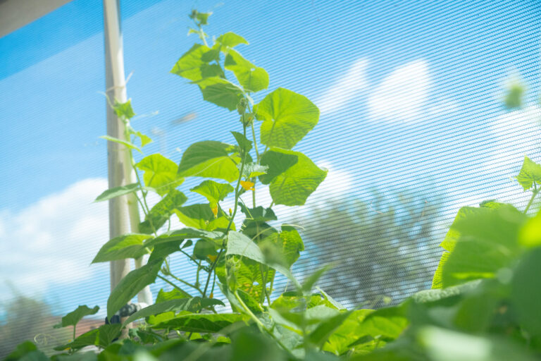 A group of Texas Southmost College students and faculty are working to bring new life to the TSC Community Garden and Greenhouse while providing fresh produce to members of the community.