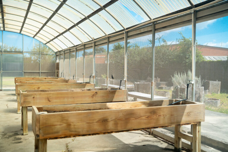 A group of Texas Southmost College students and faculty are working to bring new life to the TSC Community Garden and Greenhouse while providing fresh produce to members of the community.